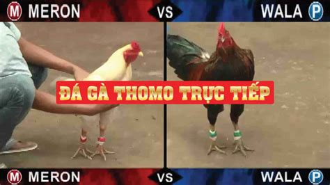 【LIVE】Đá Gà Trực Tiếp THOMO Hôm Nay 29/8/2024 ( BLV).